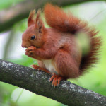ecureuil-roux